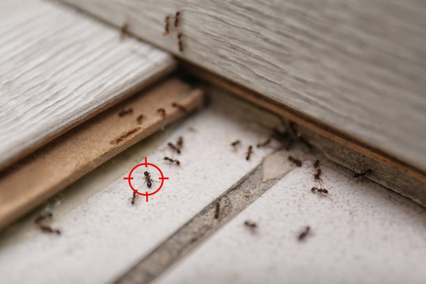 Best Wasp Removal Services  in Riverwoods, IL