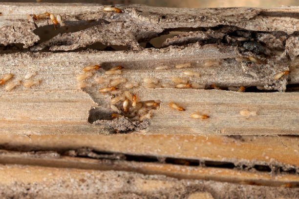 Best Spider Control Near Me  in Riverwoods, IL